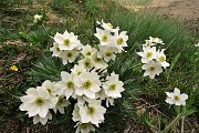 20 Anemoni narcissiflora sul sentiero per Baita Foppa Alta